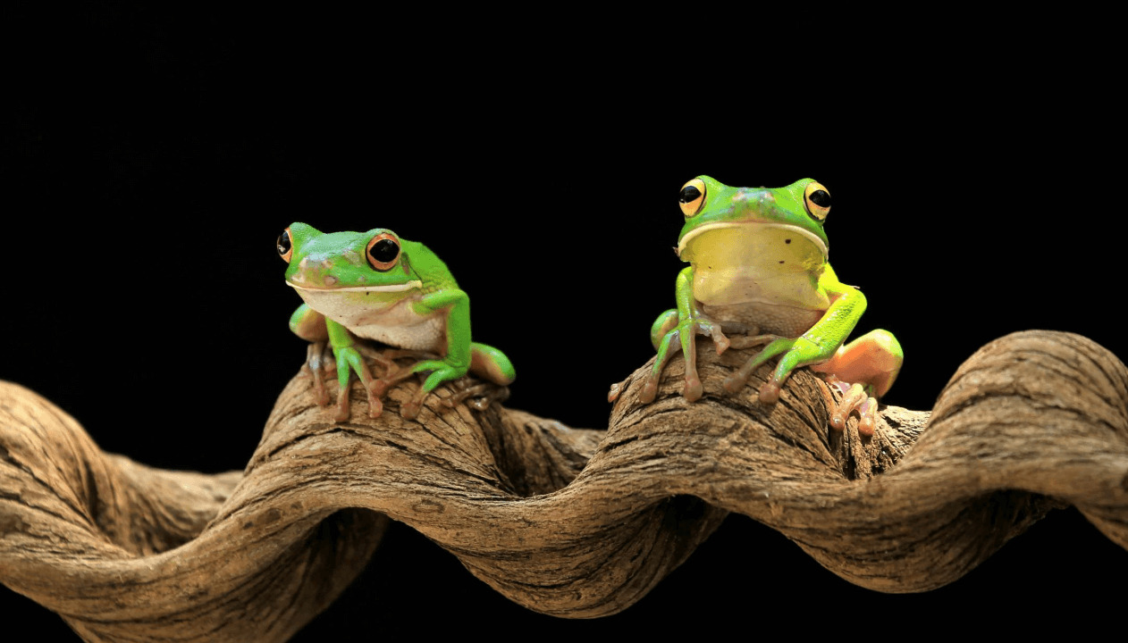 RANAS