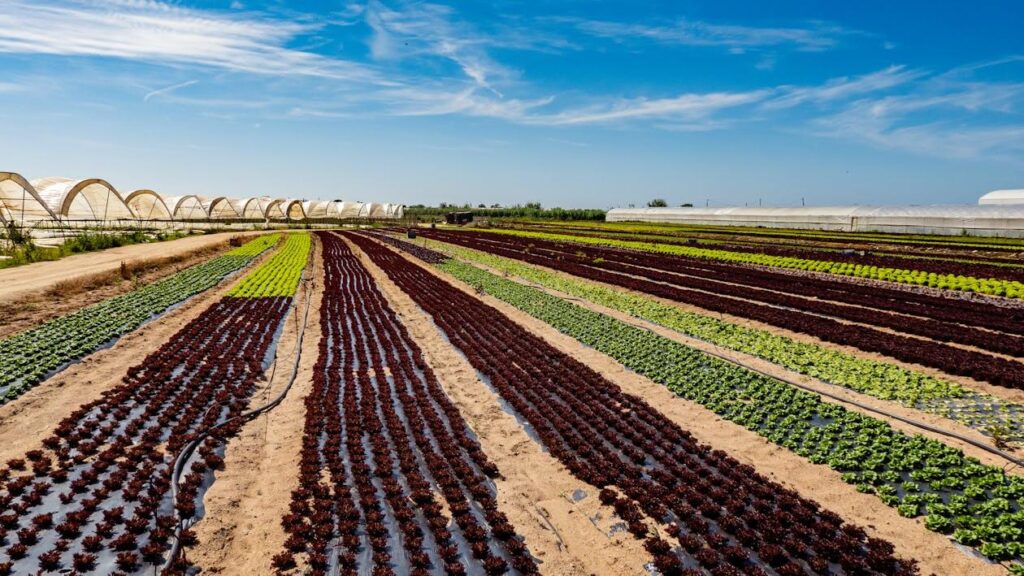 Seguro Agropecuario 