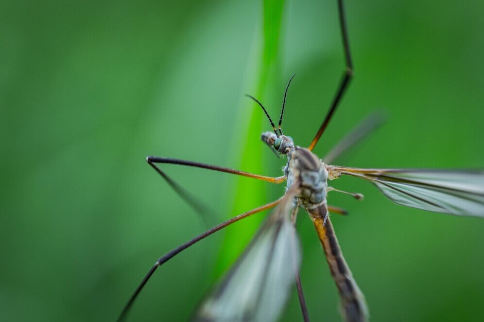 Mosquitos Portada